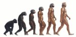 ape_man_evolution